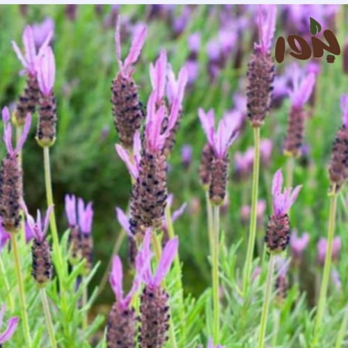 بذور الضرم الارجواني - الشيح الجبلي (‏ Lavandula s...