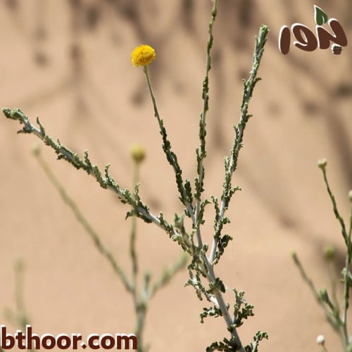 بذور الجثجاث-جثيا ( ‏pulicaria undulata )