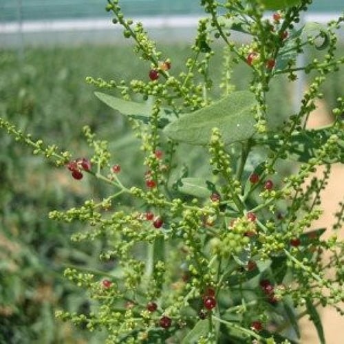 بذور شجرة الاراك - المسواك (Salvadora Persica)