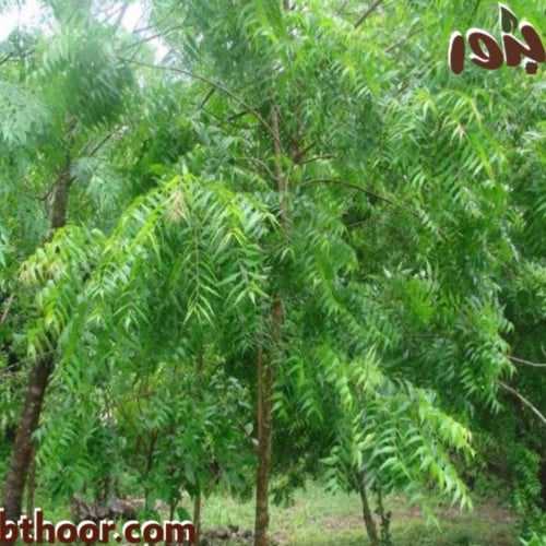 بذور شجرة النيم(Azadirachta indica)