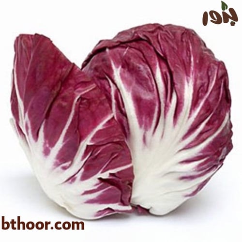 بذور الهندباء (Cichorium intybus var. foliosum)