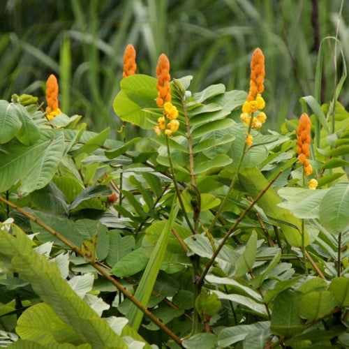 بذور كاسيا ديديموبوتريا - شمعدان بني ( senna didym...