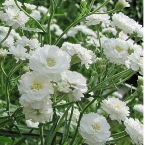بذور زهرة جيسوفيلا ( Gypsophila )