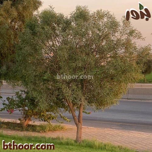 بذور السنط الملحي (Acacia ampliceps)