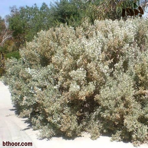 بذور الرغل الاسترالي ( Atriplex nummularia )