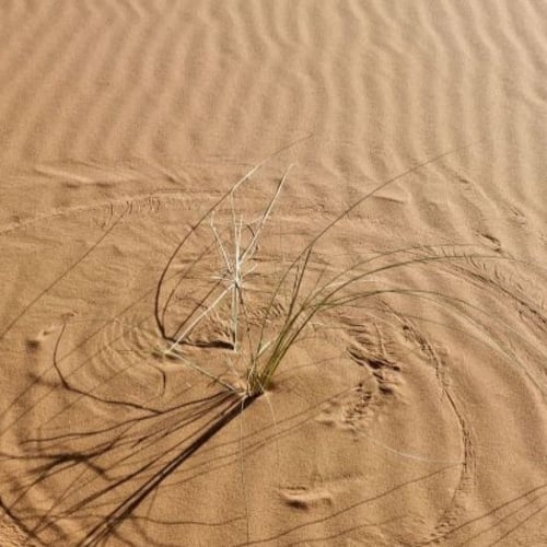 بذور عشبة النصي - Stipagrostis