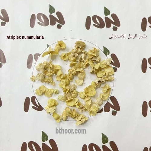 بذور الرغل الاسترالي ( Atriplex nummularia )