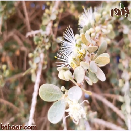 بذور شجرة السرح-المرو (Maerua crassifolia)