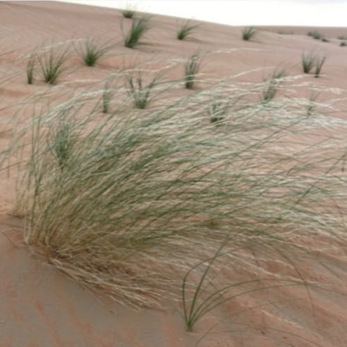 بذور عشبة السبط (Stipagrostis draii)