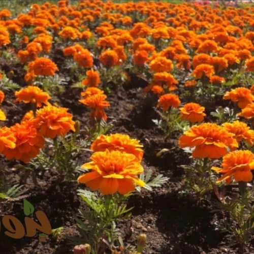 بذور زهرة القطيفة المخملية - Tagetes