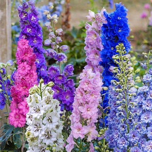 بذور زهرة العايق (دلفينيوم) Delphinium