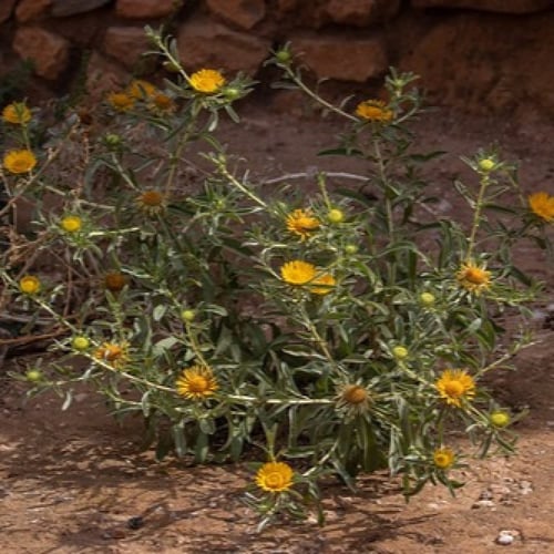 بذور نبات النقد ( Anvillea )