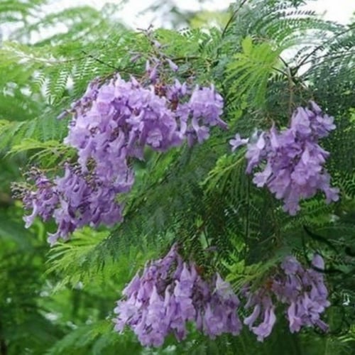 بذور شجرة الجاكرندا البنفسجية ( Jacaranda mimosifo...