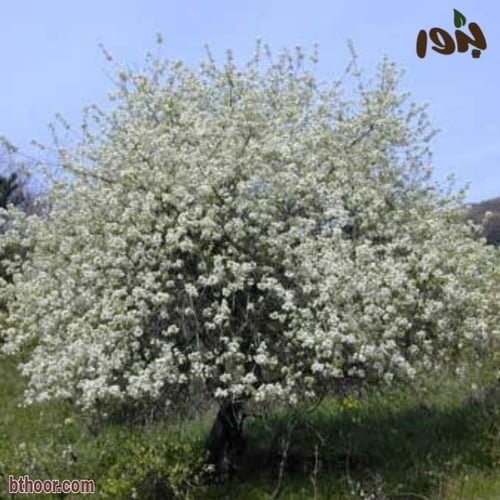 بذور عشبة المحلب ( Cerasus mahaleb )
