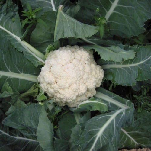 بذور القرنبيط - الزهرة البيضاء ( Brassica oleracea...