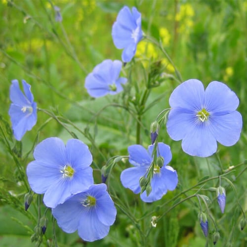 بذور الكتان ( LINUM USITATISSIMUM )