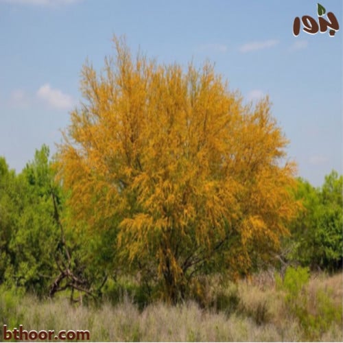 بذور طلح الفتنة -اكاسيا فرنسيانا (جملة)