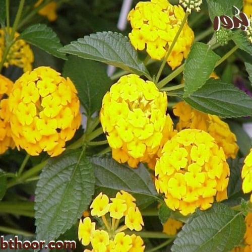 بذور لانتانا كمارا - ألوان متعددة (جملة)