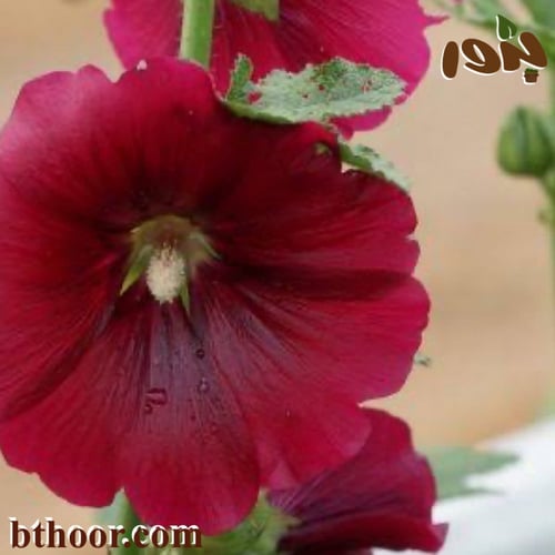 بذور الختمية البنفسجية-خطمية( Althaea purple)