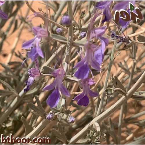 بذور العهينة-العيهل (Teucrium oliverianum)