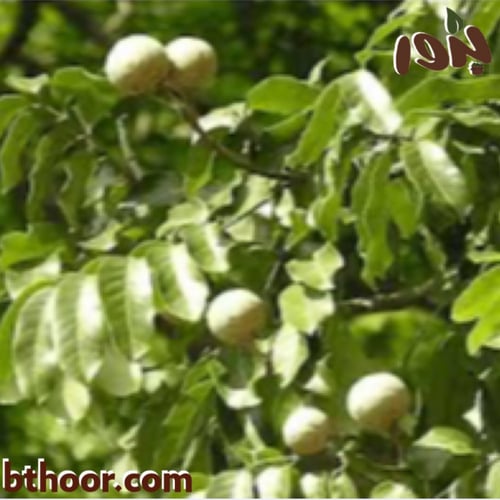 بذور الماهوجني الأفريقي-الكايا ( khaya senegalensi...