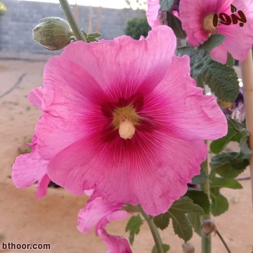 بذور خطمية وردي-ختمية ( Althaea pink )