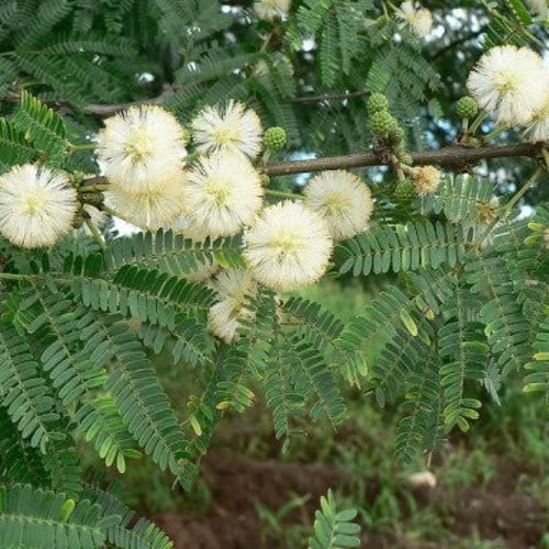بذور شجرة الطلح النجدي (Acacia gerrardii)