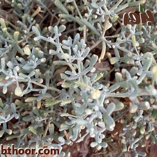 بذور الهرم ( Zygophyllum coccineum )