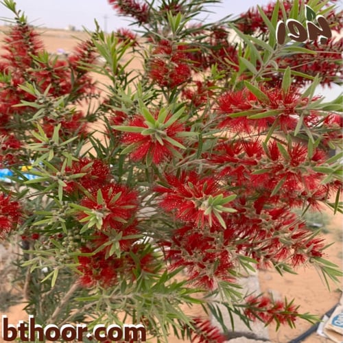 بذور شجرة فرشاة الزجاج جملة