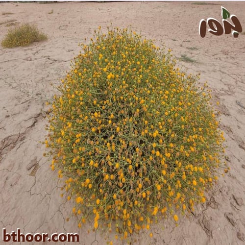 بذور الجثجاث-جثيا ( ‏pulicaria undulata )