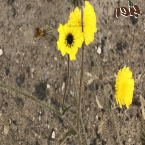 بذور الحوذان (Ranunculus)