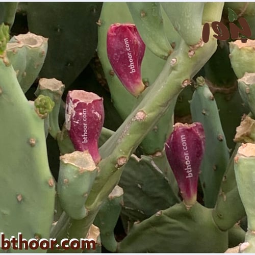 بذور صبار الكمثرى الشرقي-التين الهندي( Opuntia hum...