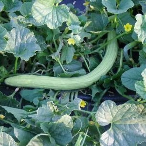 بذور القثاء - الفقوس ( Cucumis melo flexuosus )