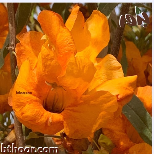 بذور شجرة الفرفارة (Tecomella undulata)