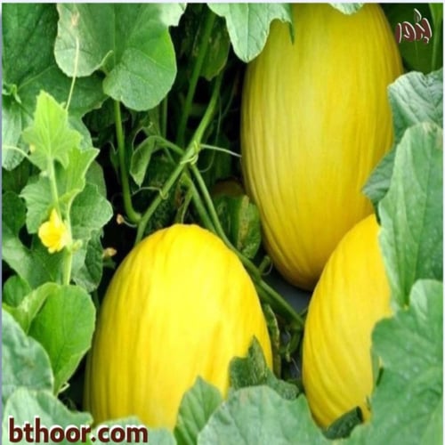 بذور شمام كناري - جملة