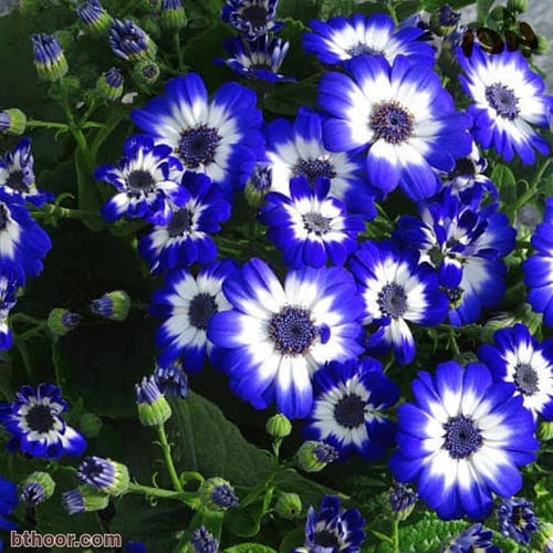 بذور سيناريا - سنانير-زهرة المرمدة ( Cineraria )