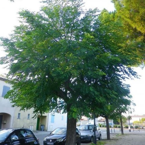 بذور شجرة الزنزلخت(Melia azedarach)