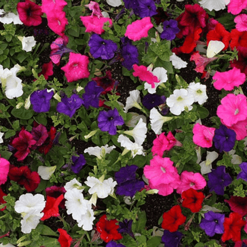 بذور زهرة البيتونيا ألوان متعددة ( Petunia )