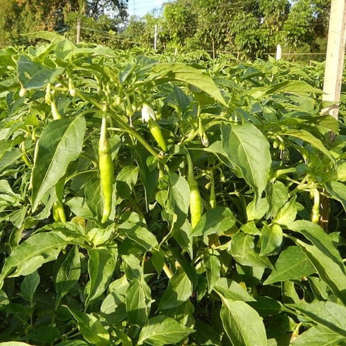بذور الفلفل الحار الاخضر الهندي ( Capsicum annuum...