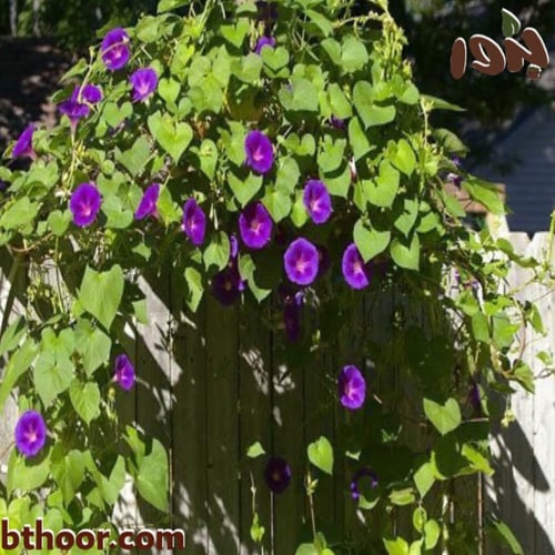 بذور مجد الصباح (بنفسجي ) Ipomoea purpurea