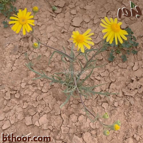 بذور المكنان ( launaea angustifolia )