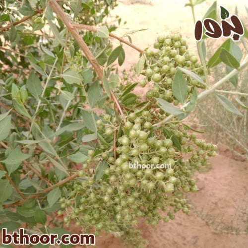 بذور حناء بلدي جملة