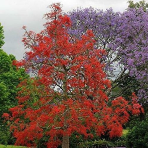 بذور استر كوليا لوريدا - Brachychiton discolor