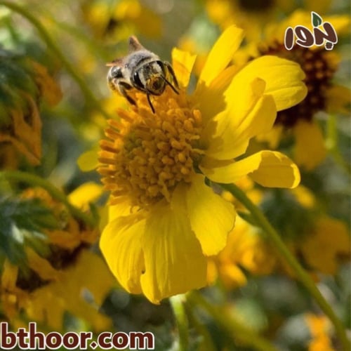 بذور زهرة الانسيليا (Encelia Farinosa)