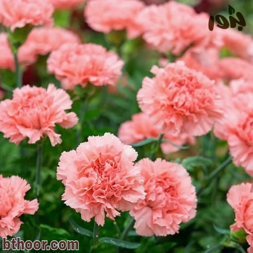 بذور قرنفل قرمزي عملاق ( Dianthus caryophyllus )