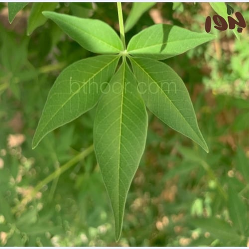 بذور شجرة كف مريم ( جملة )