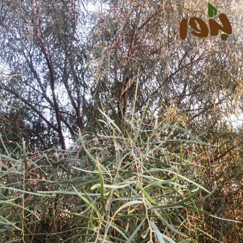 بذور السنط الملحي (Acacia ampliceps)