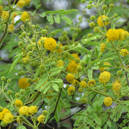 بذور القرض Acacia arabica - Acacia nilotica