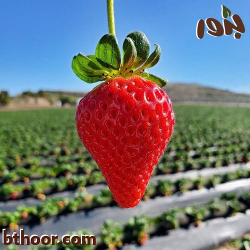 بذور الفراولة ( Fragaria x ananassa )