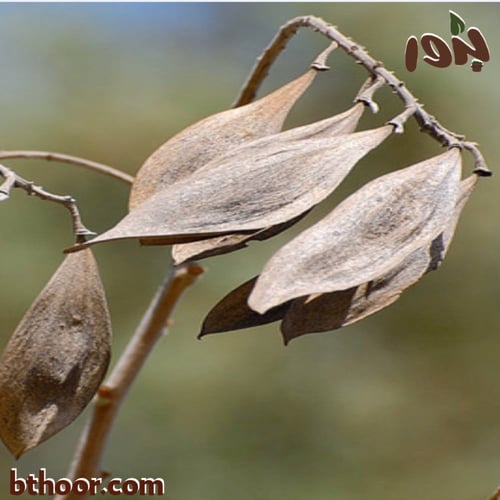 بذور البونسيانا الصفراء - بلتفورم (جملة)